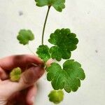 Hydrocotyle sibthorpioides ഇല