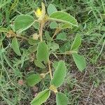 Melhania ovata Leaf