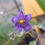 Solanum pyracanthos Blüte