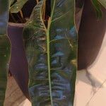 Philodendron billietiae Yaprak