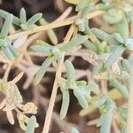 Salsola imbricata Blatt