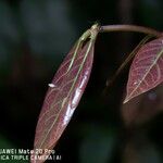 Archidendron jiringa 葉
