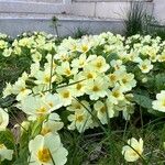 Primula vulgaris फूल