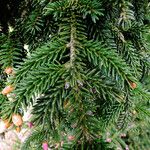 Picea orientalis Liść