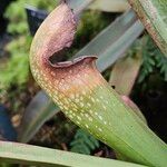 Sarracenia purpurea 葉