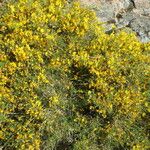 Genista salzmannii Altres