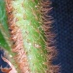 Psychotria pilosa Φλοιός