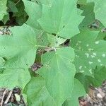 Montanoa guatemalensis Leaf