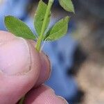 Trifolium vesiculosum Leaf