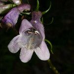 Penstemon calycosus Flor