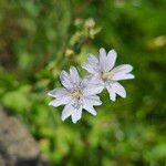 Geranium pyrenaicum Flower