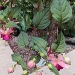 Fuchsia hybrida Leaf