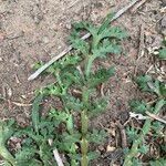 Lepidium coronopus Feuille