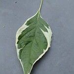 Cornus alba Leaf