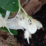 Begonia echinosepala Virág