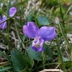 Viola adunca Blomma