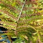 Dryopteris filix-masഫലം