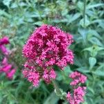 Centranthus lecoqiiफूल