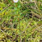 Euphrasia stricta Pokrój