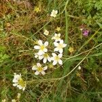 Saxifraga hypnoides Fula