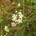 Saxifraga hypnoides Květ