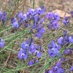 Polygala microphylla Fiore