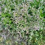 Limonium vulgare Flower