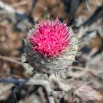 Cirsium occidentaleFloro