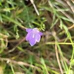 Campanula rotundifoliaFlower