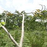 Pericopsis elata Habitat