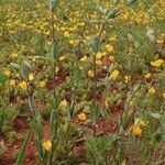 Cerastium perfoliatum Natur