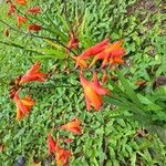 Crocosmia x crocosmiiflora Flor