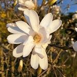 Magnolia stellata ফুল