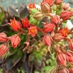 Echeveria affinis Агульны выгляд