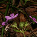 Phlox amoena Kvet