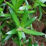 Phlox subulata Blad