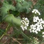 Niet geïdentificeerde soortBloem