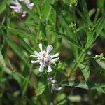 Dianthera americana Flower