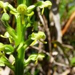 Habenaria praealta Floare