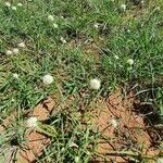 Cyperus niveus Συνήθη χαρακτηριστικά
