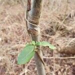 Lonicera periclymenumLeaf