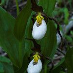 Cypripedium montanum Floare