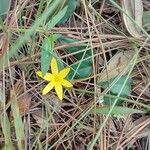 Hypoxis juncea Hoja
