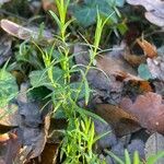 Euthamia graminifolia Folha