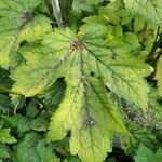 Actaea racemosa Hoja