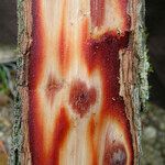 Kanakomyrtus longipetiolata Bark