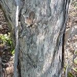 Melaleuca brevisepala Bark