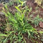 Boscia mossambicensis Leaf