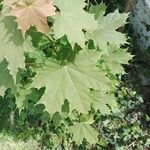 Acer platanoides Hostoa