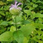 Monarda fistulosaFlower